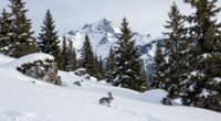 impact of snowpack loss