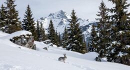 impact of snowpack loss