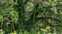 invasive plants alter habitats