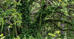 invasive plants alter habitats