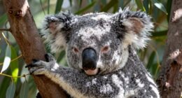koalas sleep for energy