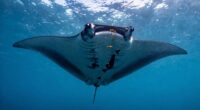 largest manta ray size