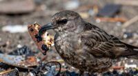 lead poisoning threatens scavengers