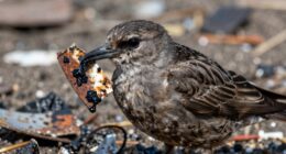 lead poisoning threatens scavengers
