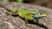 lizards perform push ups