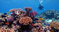 local and global reef protection