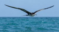 long distance gliding flight