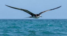 long distance gliding flight