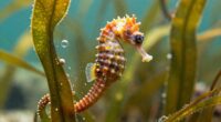 male seahorses give birth