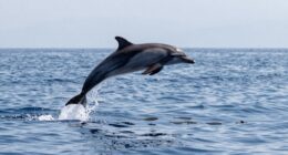 marine noise affects animals