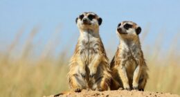 meerkats take turns guarding