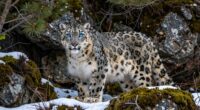 monitoring rare animal behavior