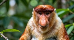 monkey with a large nose
