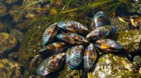 mussels support river ecosystems