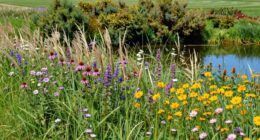 native plants support ecosystems
