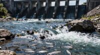 obstructing fish migration path