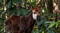 okapi giraffe s forest relative