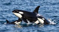 orcas teach hunting techniques