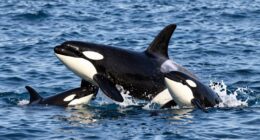 orcas teach hunting techniques