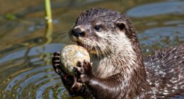 otters use tools to open shells