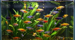 overcrowded aquarium signs