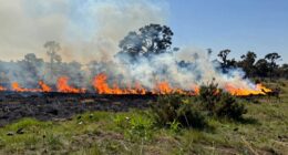 promoting wildlife through burns