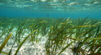 protect restore conserve seagrass