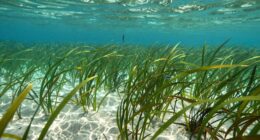 protect restore conserve seagrass