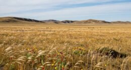 protecting vital grasslands