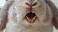 rabbit teeth continually grow