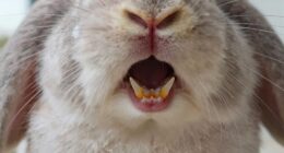 rabbit teeth continually grow