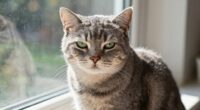reading feline body language