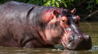 red sweat of hippos