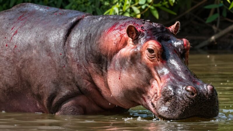 Hippo Sweating Red Stuff|800x450