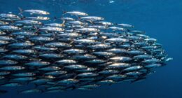 sardines form protective barrier