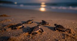 sea turtle hatchling safety