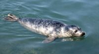 seals breathe underwater safely