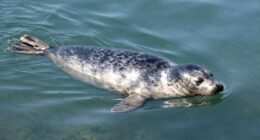 seals breathe underwater safely