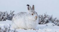 seasonal fur color change