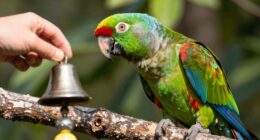 selective sound imitation in parrots