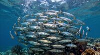 shoal loving sardine s life