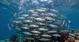 shoal loving sardine s life