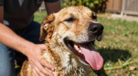 signs of pet heat stress