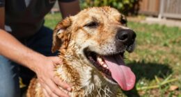 signs of pet heat stress
