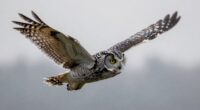silent flight of owls