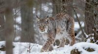silent stealthy predator stalking