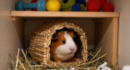 small pets need hiding spots