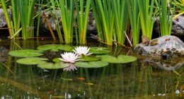 small ponds support biodiversity