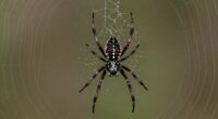 spiders sense vibrations silently