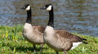 springtime territorial behavior